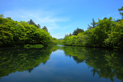 雲場池（新緑）