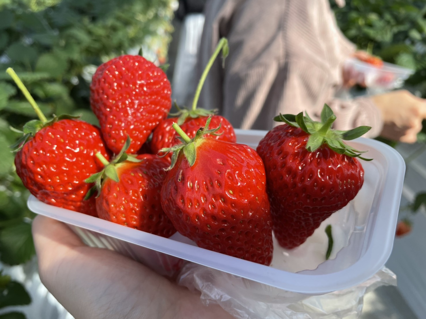 いちご狩りへ行ってきました🍓