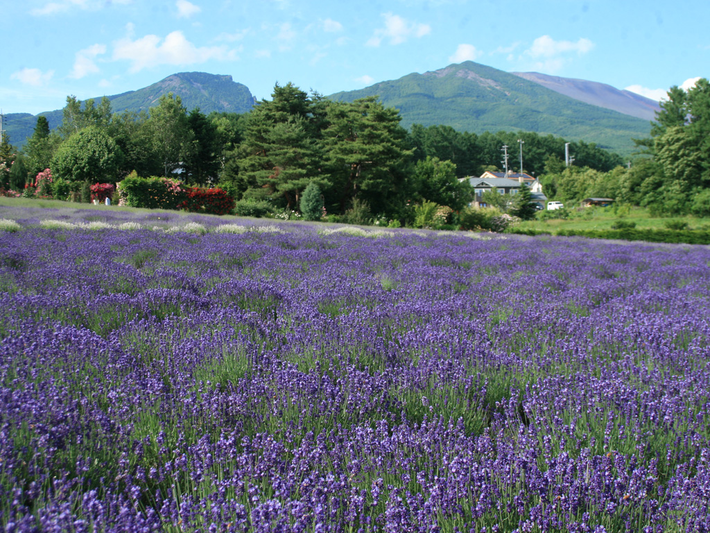夢ハーベスト農場 収穫体験プラン 公式 旧軽井沢 ホテル音羽ノ森 軽井沢の格調と歴史あるホテル 宿泊 結婚式に 旧軽井沢 ホテル音羽ノ森 公式サイト