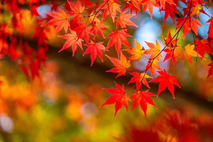 ちょっと早い！？秋の軽井沢、紅葉人気スポットのご紹介