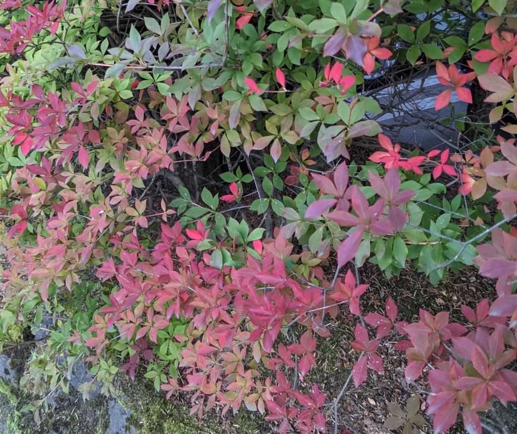 軽井沢紅葉シーズン