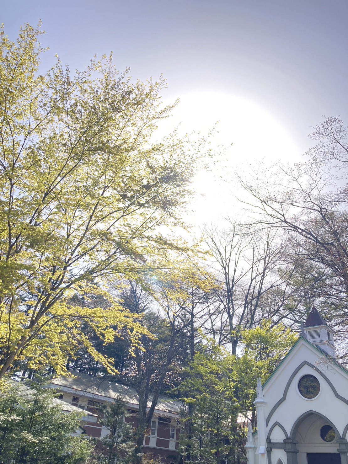 軽井沢の桜