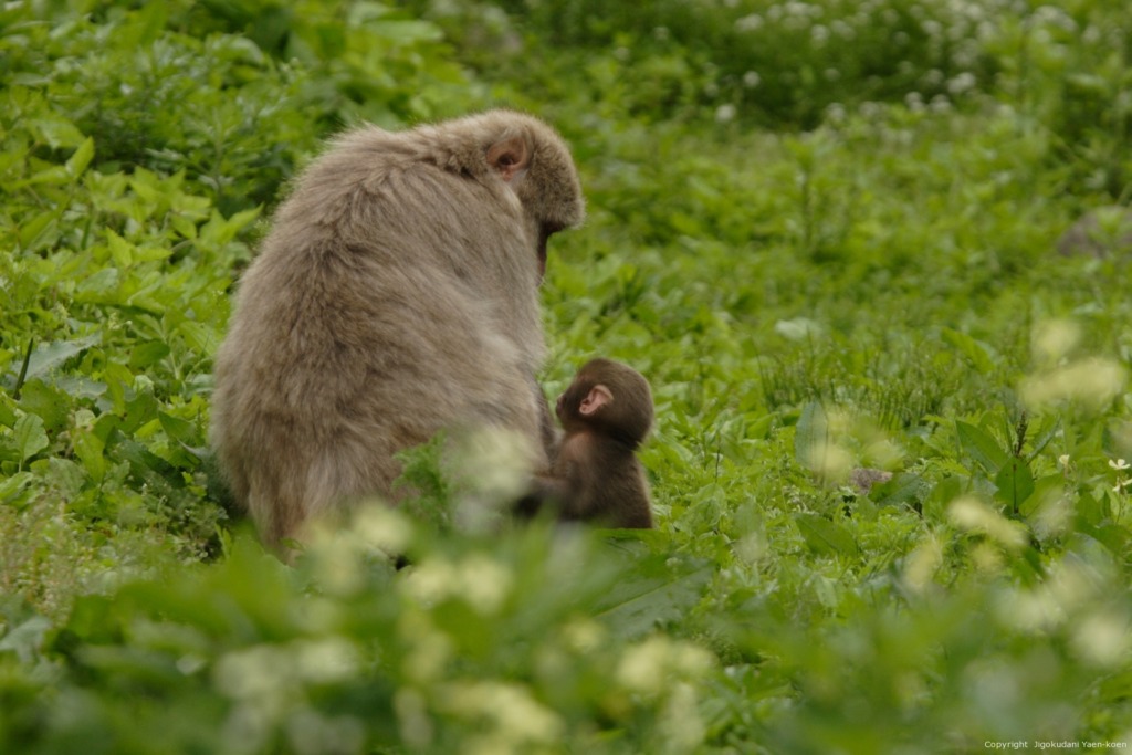 長野県観光のご案内【地獄谷野猿公苑】JIGOKUTANI YAEN-KOEN ～Wild Snow Monkey Park～