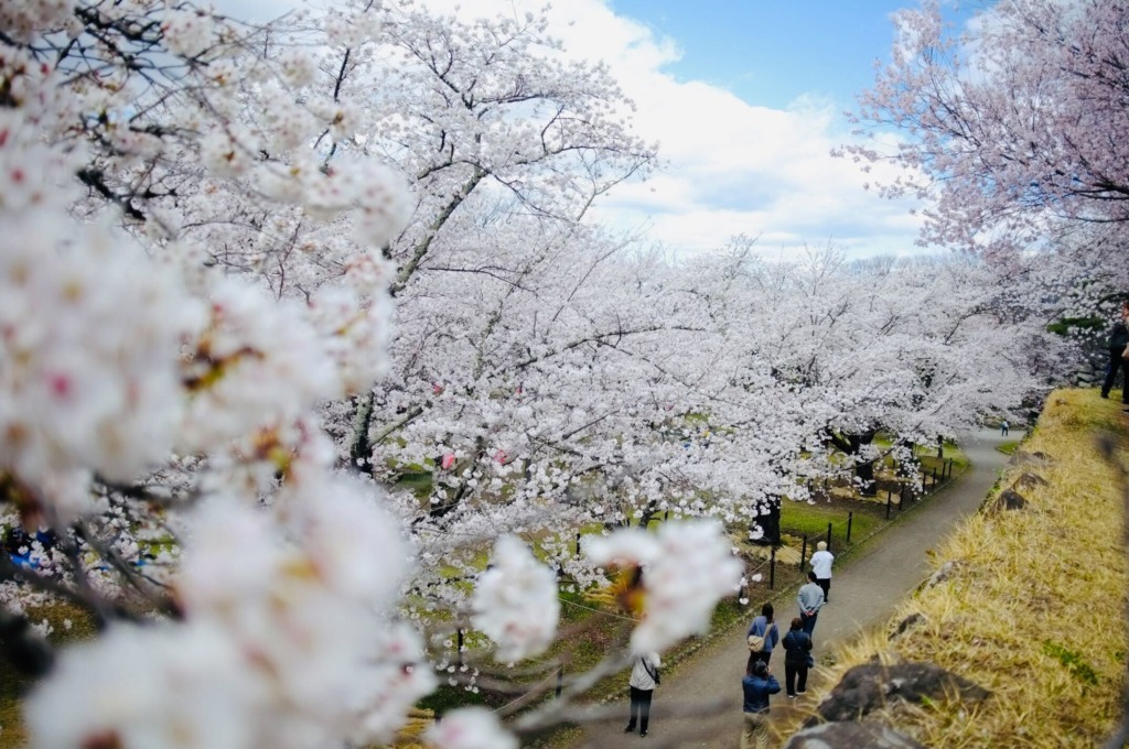 各地での桜！！